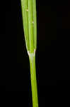 Greater bladder sedge